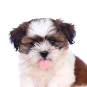 Meet your Posher, Jasmine